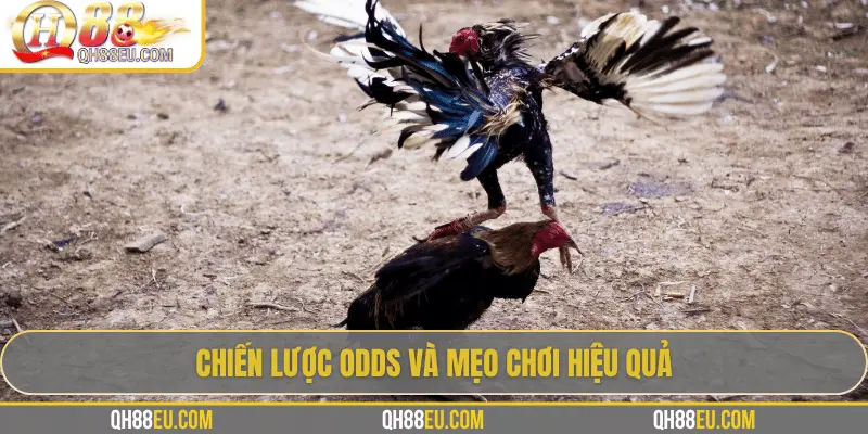 Chiến lược odds và mẹo chơi hiệu quả
